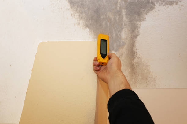 Trusted Keyes, CA Mold Removal Experts