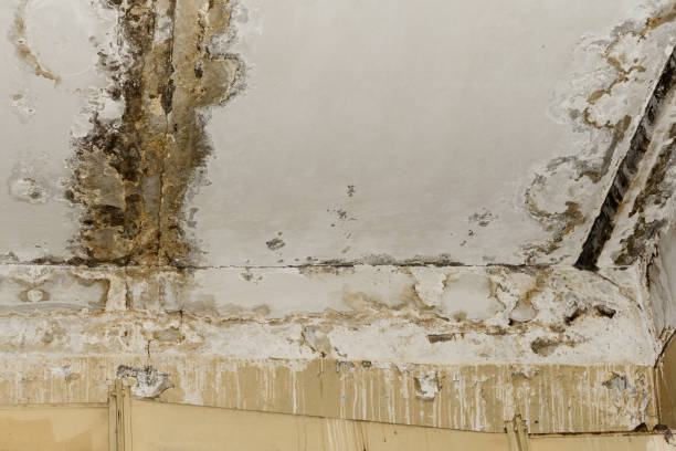 Best Environmental Consulting for Mold Prevention  in Keyes, CA