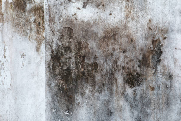 Mold Documentation for Insurance Claims in Keyes, CA