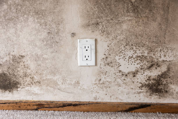  Keyes, CA Mold Removal Pros